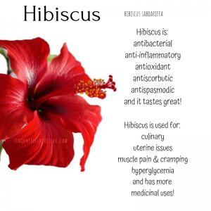 the power of hibiscus