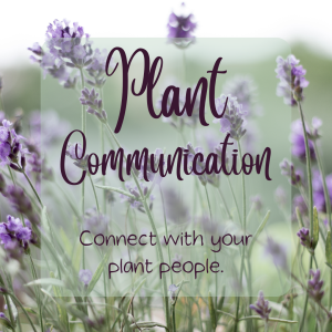 Plant communication - website