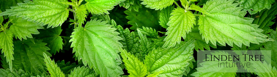 7 Wild herbs to boost wellness