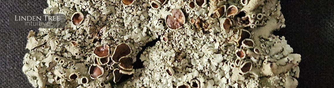 Lichen Source Lessons from Lichen: Rethinking Grounding and Connection