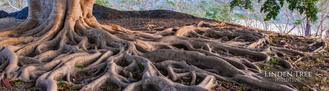 Roots, Not Routers: Why We Need to Unplug